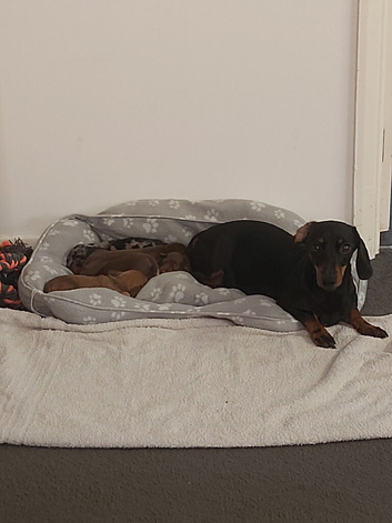 miniature dachshund puppies