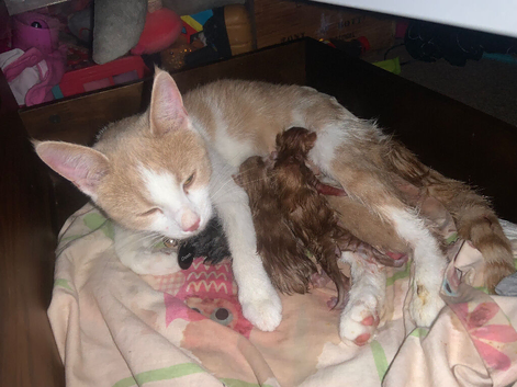 Kittens for sale