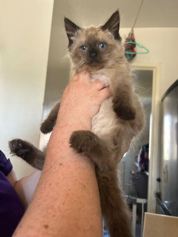 Maincoon x ragdoll