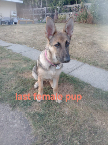 Urgent sale X2 Female last of the litter