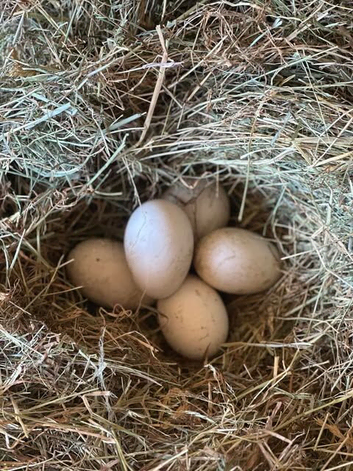 Emden Free Range Hatching Goose / Geese Eggs  SOLD Back next Year