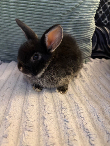 3 baby bunnies (boys) ready (HALLOWEEN WEEK)