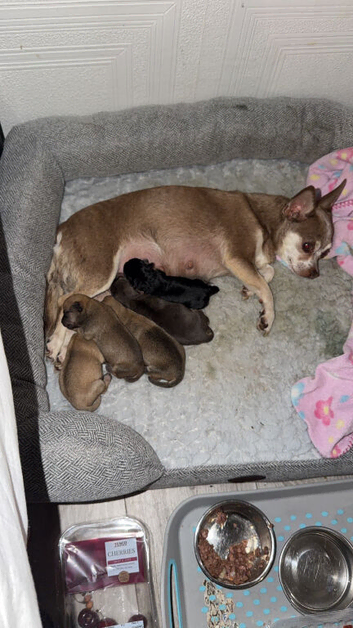 Chihuahuas for sale