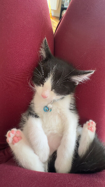 Tuxedo ragdoll mix - male