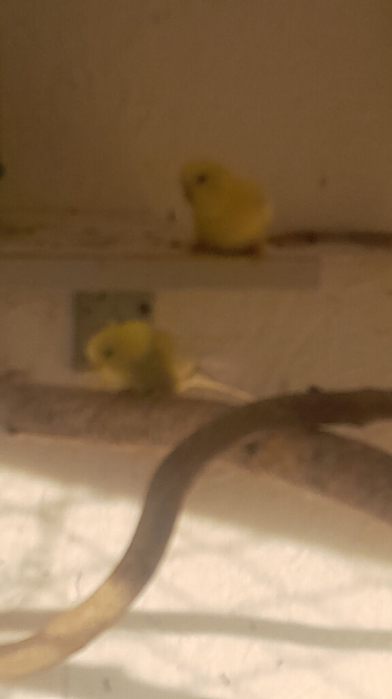 Budgies for sale