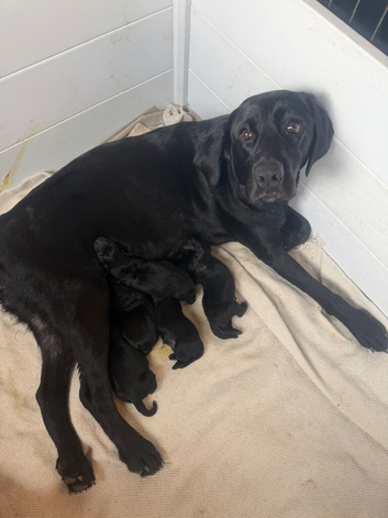 Goldador puppies