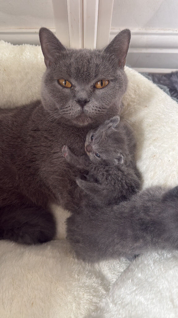 Pure pedigree bsh kittens