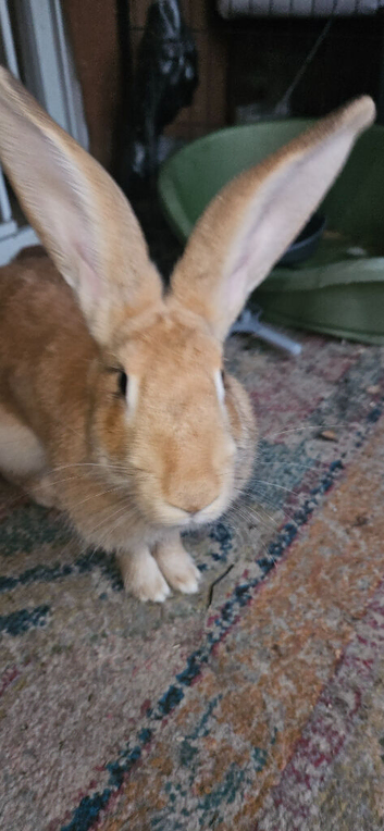 6 mth continental giant.