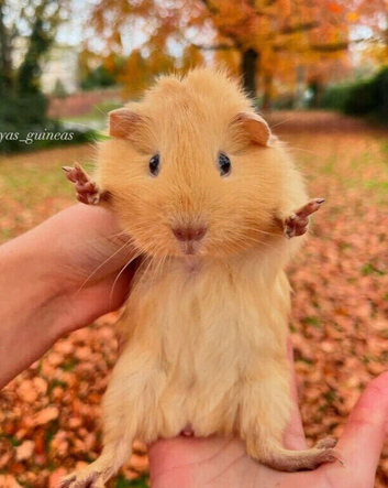 Beautiful male guineapig needing a home!