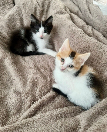 4 Beautiful kittens for sale