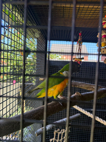 Pair of Senegals