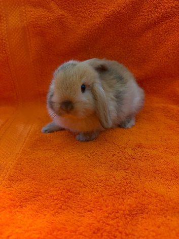 Pure Mini Lops [Ready to Leave]