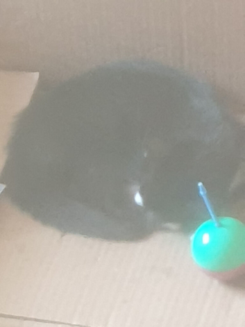 6 kittens and 2 cats