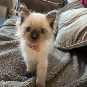 Ragdoll female kitten
