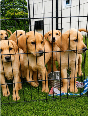 READY TO LEAVE Beautiful yellow labrador puppies