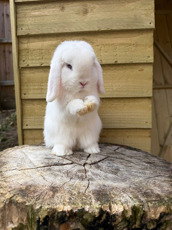 Pure bred mini lop buck