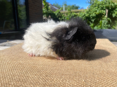 Black and white texel sow