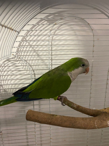 Semi Tame Quaker and Cage