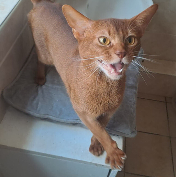 Sorrel pedigree aby is looking for a new home