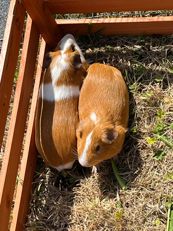 Guinea pigs and hutch