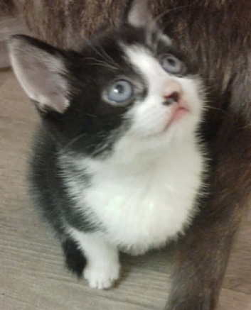 X3 kittens looking for their forever homes.