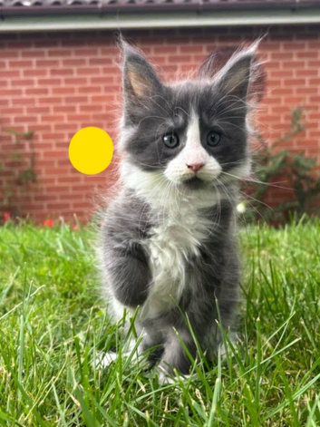 Pure Maine Coon kittens