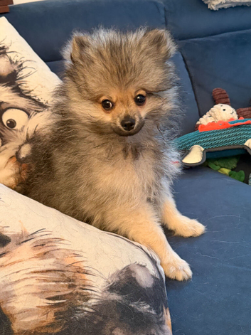 Pomeranian Puppy Ready Now!!
