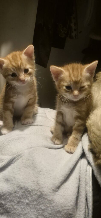 Beautiful ginger kittens needing forever homes