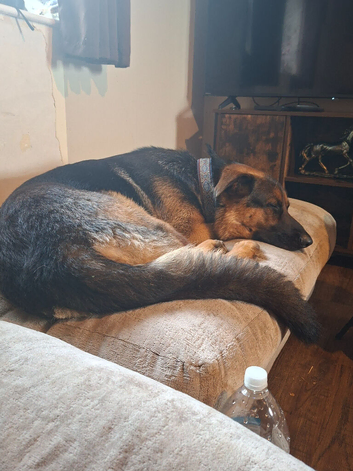 Lovely German Shepherd x