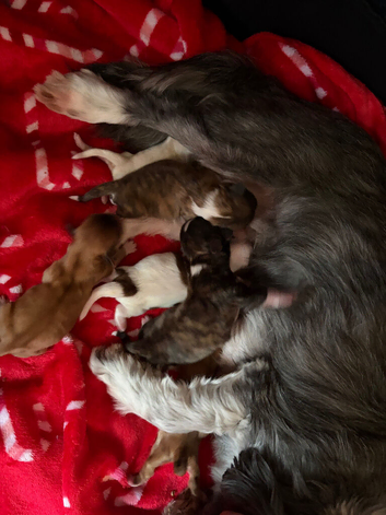 Lhasa Apso puppies for sale