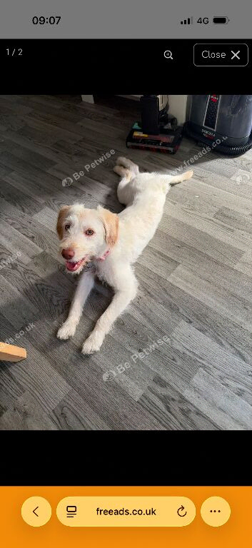 Rosie