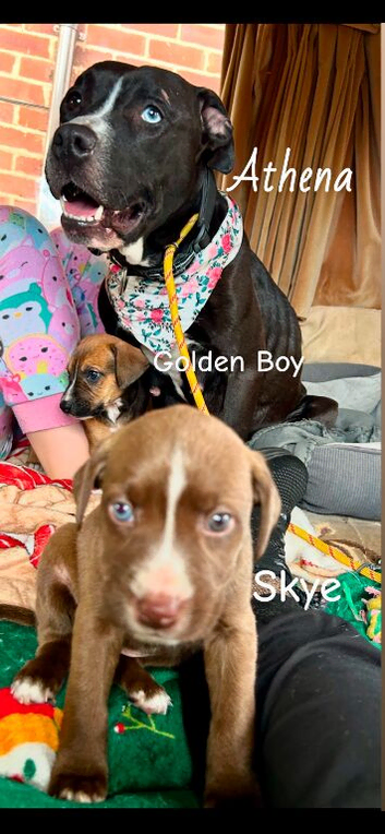 Athena x Ares Puppies &ndash; Not for Everyone
