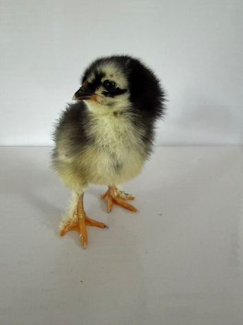 Black copper marans chicks