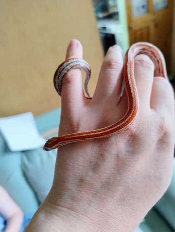 Young corn snake