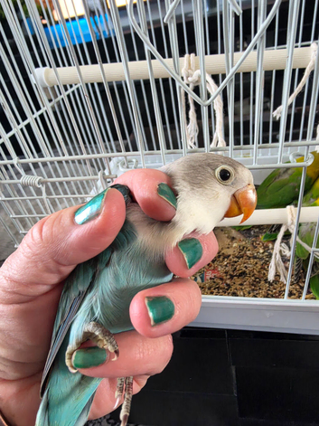 5 love birds ready now