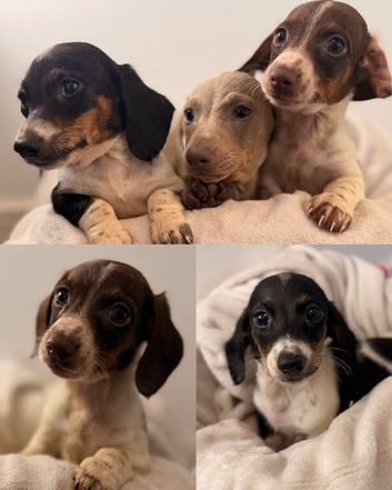 Dachshund 2boys 1girl