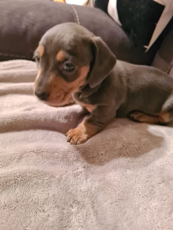 KC registered MINI DACHSHUND in dark grey