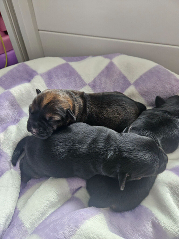 Border terrier puppies