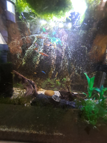 17litre full of fish