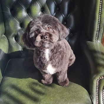 Upper Hound Dog Grooming