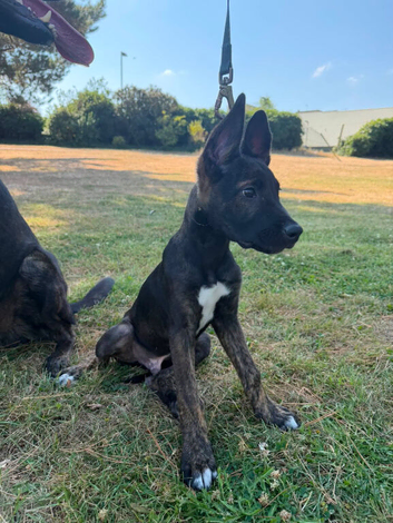 Male Dutch shepherd puppy
