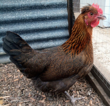 Chickens Pol available