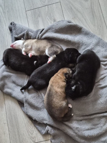 SHEPSKY PUPS