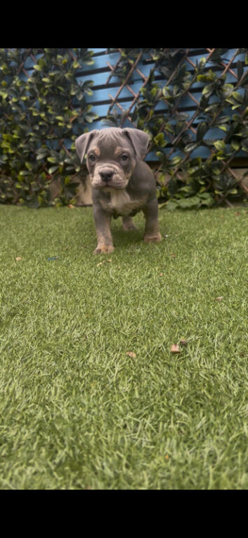 American Pocket Bullies