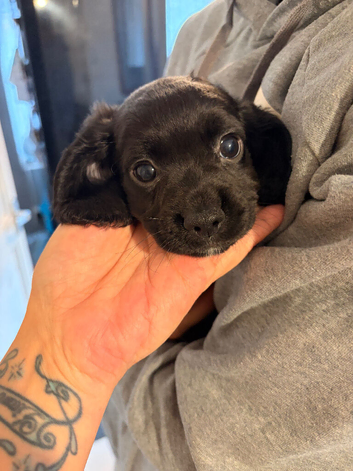 Chi Spaniel