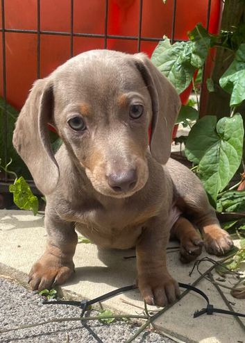 Last of litter miniature dachshund boy
