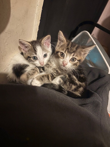 2 Beautiful mixed breed kittens