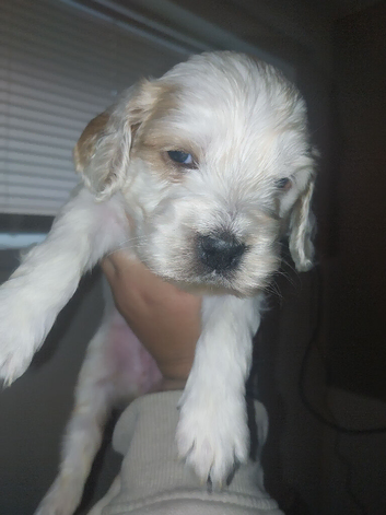 F1B cockapoo puppies