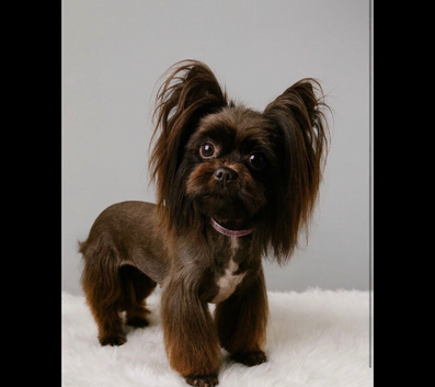 Adult Chocolate Yorkshire Terrier