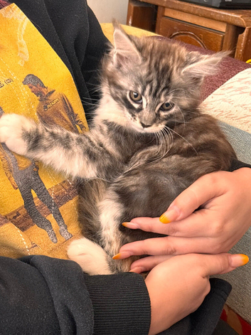 BEAUTIFUL FULL MAINE COON KITTENS